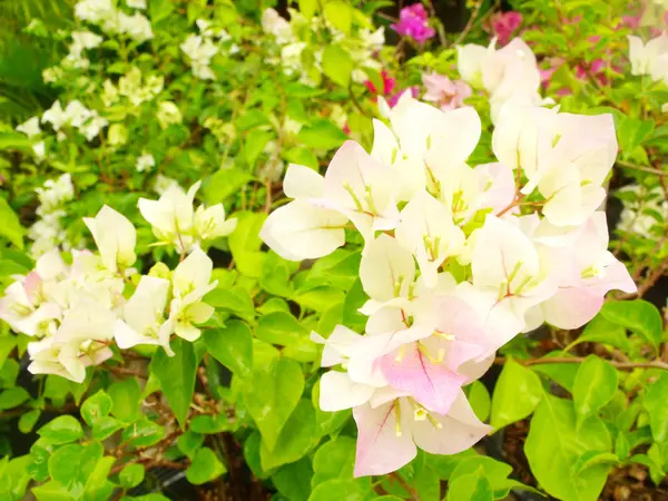 Alb Bougainvillea flori natura fundal — Fotografie, imagine de stoc