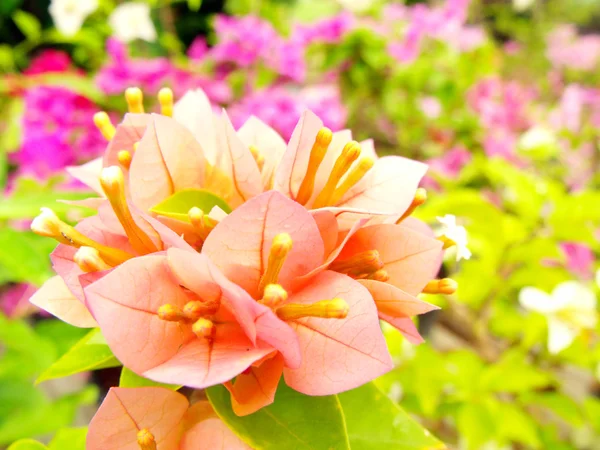 Naranja Bougainvillea flores naturaleza fondo — Foto de Stock