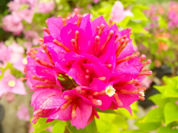 Bougainvillea flores natureza fundo — Fotografia de Stock