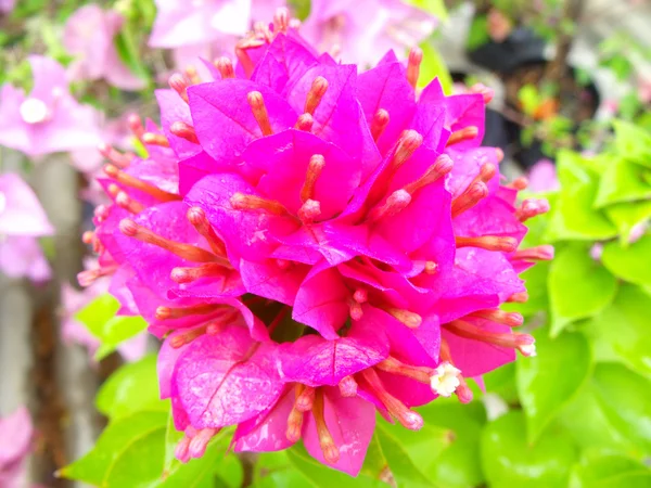 Bougainvillea flowers — Stock Photo, Image