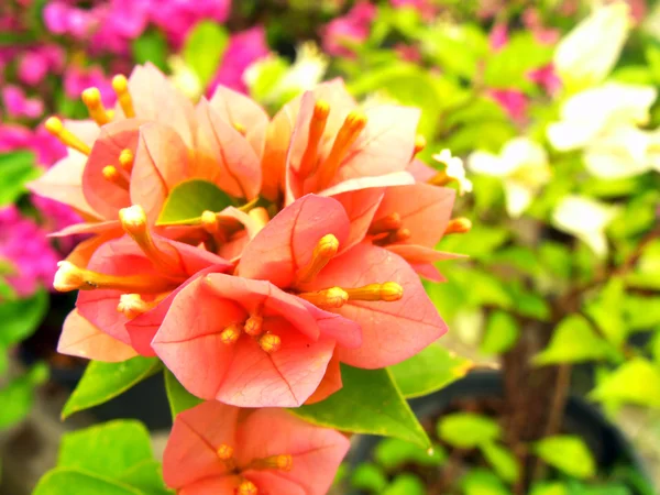 Bougainvillea flores natureza fundo — Fotografia de Stock