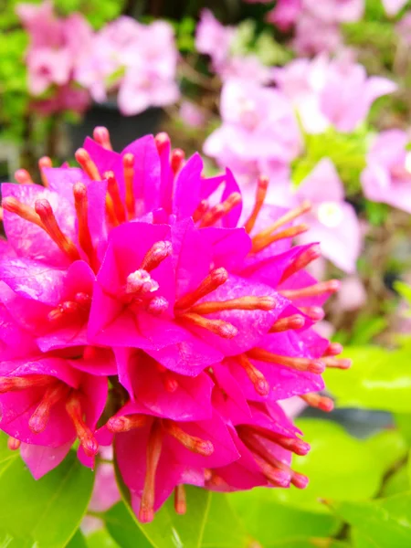 Bougainvillea blommor — Stockfoto