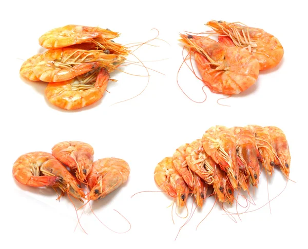 Shrimp isoliert auf weißem Hintergrund — Stockfoto