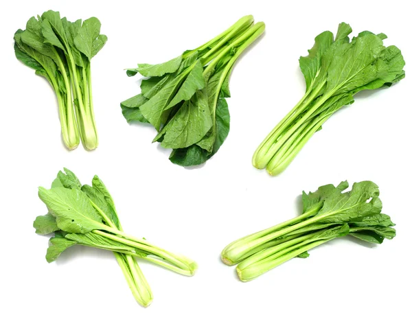 Choy zöld növényi fehér háttér — Stock Fotó
