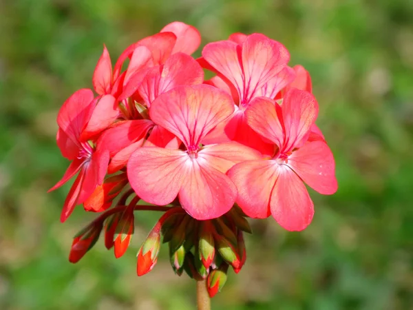Vacker rosa blomma i trädgården — Stockfoto