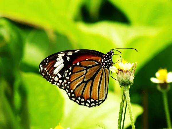 Ventral view of agraulis vanillae butterfly against light background — Stock Photo, Image