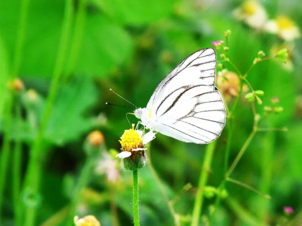 Ventral view of agraulis vanillae butterfly against light background — Stock Photo, Image