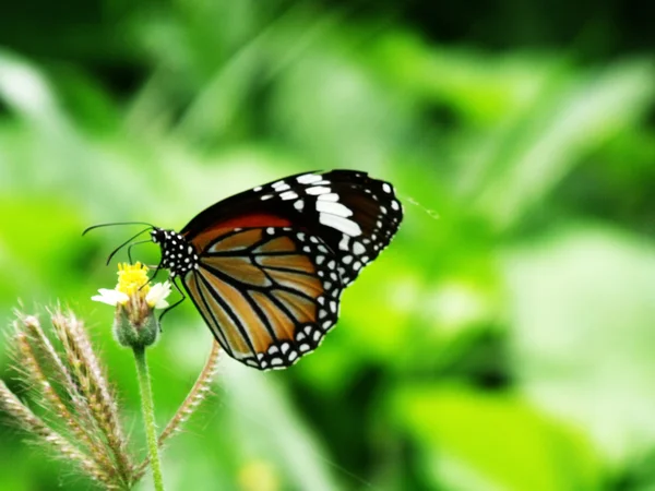 Butterfly sucking nectar from flowers yellow pollen — Stock Photo, Image