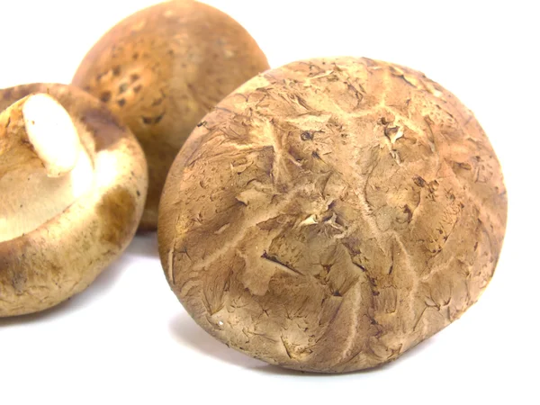 Shiitake mushroom on the white background — Stock Photo, Image