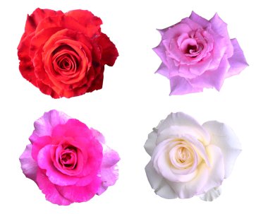 Beyaz arkaplanda izole güller