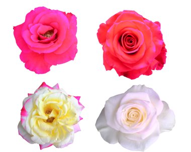 Beyaz arkaplanda izole güller