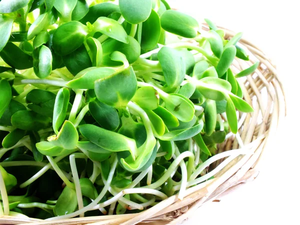 Groene jonge zonnebloem spruiten geïsoleerd op witte achtergrond — Stockfoto