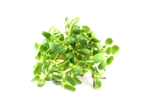 Green young sunflower sprouts — Stock Photo, Image