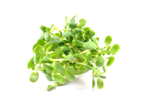 Green young sunflower sprouts — Stock Photo, Image