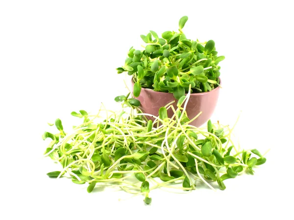 Gröna unga solrosfrön groddar — Stockfoto
