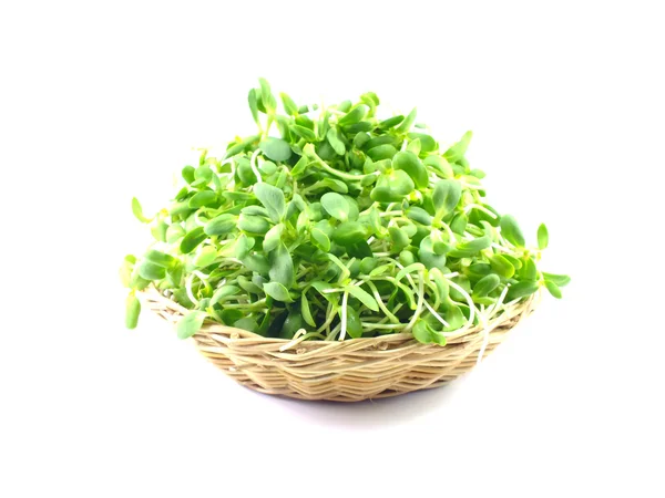 Gröna unga solrosfrön groddar — Stockfoto