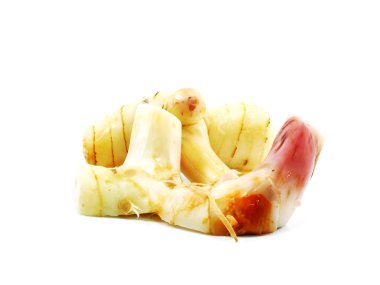 Ot havlıcan beyaz arka plan üzerinde