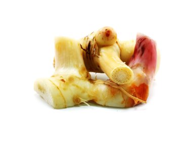 Ot havlıcan beyaz arka plan üzerinde