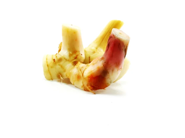 Galangal de hierbas sobre fondo blanco — Foto de Stock