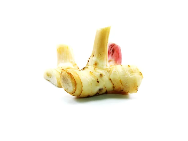 Galangal de hierbas sobre fondo blanco — Foto de Stock