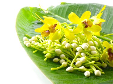 Beyaz gardenya bırakıp muz sarı orkide