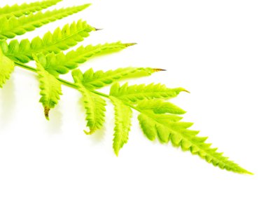 Beyaz arka plan üzerinde izole dallar yeşil fern bırakın