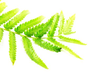 Beyaz arka plan üzerinde izole dallar yeşil fern bırakın