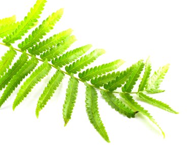 Beyaz arka plan üzerinde izole dallar yeşil fern bırakın