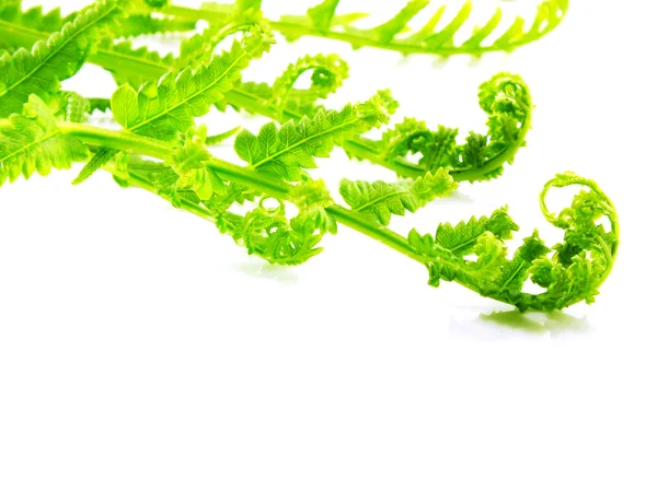 绿色蕨类植物离开隔离在白色背景上的分支机构 — 图库照片