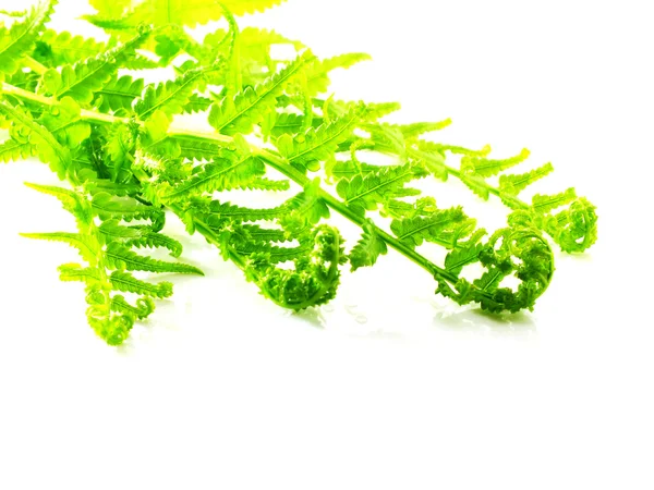 Beyaz arka plan üzerinde izole dallar yeşil fern bırakın — Stok fotoğraf