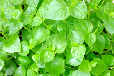 fresh green leave texture background