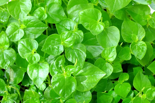 Frische grüne Blätter Textur Hintergrund — Stockfoto