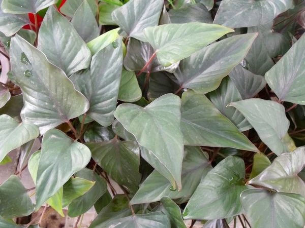 Tekstur latar belakang daun hijau — Stok Foto