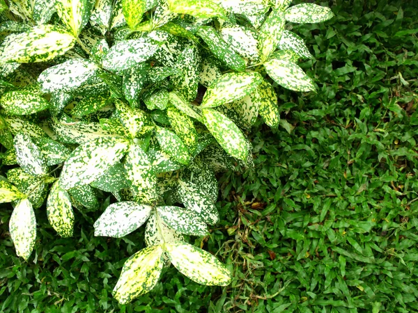 Tekstur latar belakang daun hijau — Stok Foto