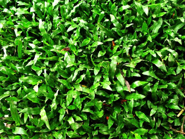Tekstur latar belakang pola alami rumput hijau — Stok Foto
