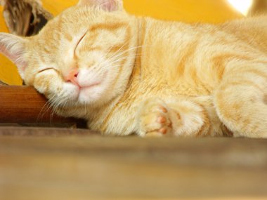 Katta uyuyan kedi yavrusu
