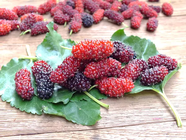 Verse organische mulberry focus op fruit van de moerbei — Stockfoto