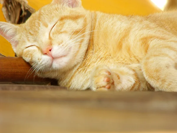 Katta uyuyan kedi yavrusu