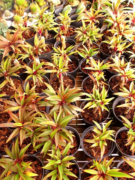 Plante maison au marché aux arbres gros plan — Photo