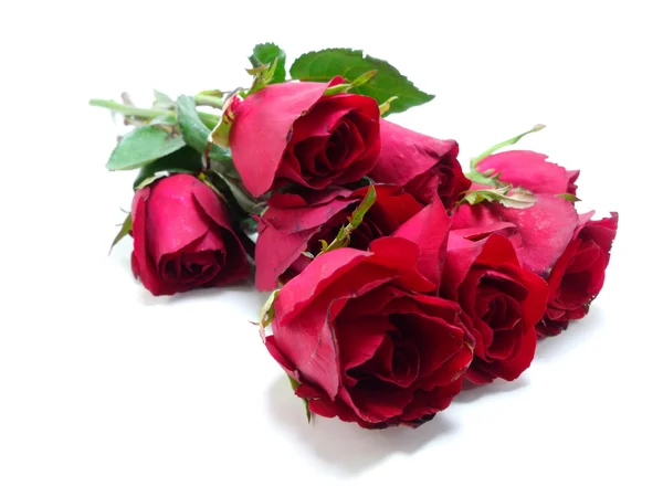 Beautiful Red roses on white background — Stock Photo, Image