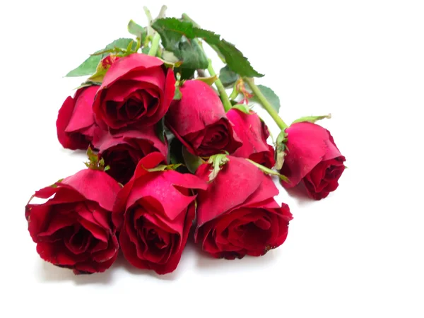 Beautiful Red roses on white background — Stock Photo, Image