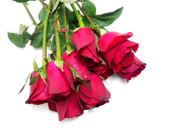 Beautiful Red roses on white background — Stock Photo, Image