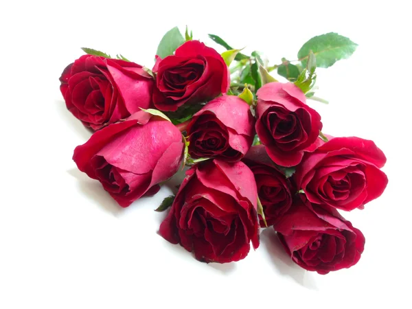 Schöne rote Rosen auf weißem Hintergrund — Stockfoto