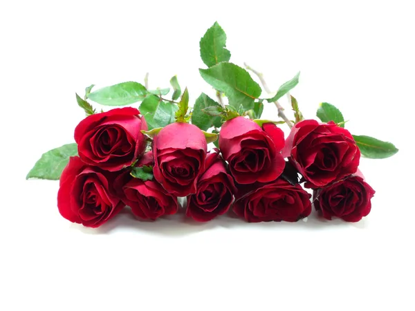 Schöne rote Rosen auf weißem Hintergrund — Stockfoto