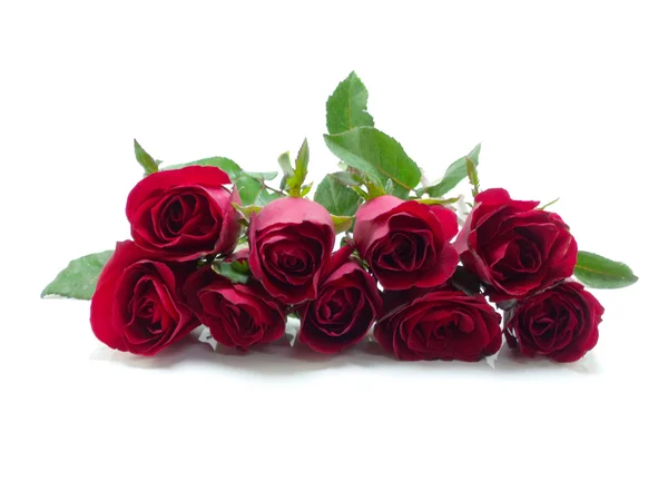 Hermosas rosas rojas sobre fondo blanco — Foto de Stock