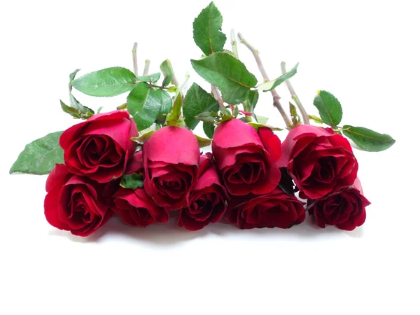 Hermosas rosas rojas sobre fondo blanco — Foto de Stock