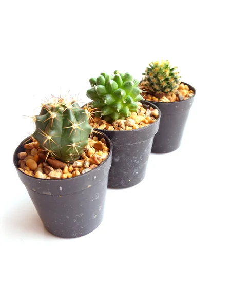 Kolekcja kaktusów w garnku na białym tle — Zdjęcie stockowe