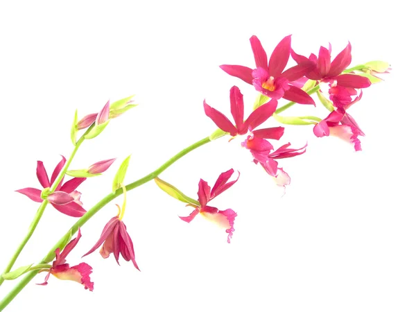 Розовая орхидея на белом фоне — стоковое фото