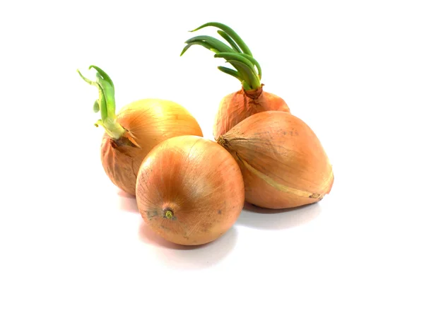 Onion isolated on white background — Stock Photo, Image