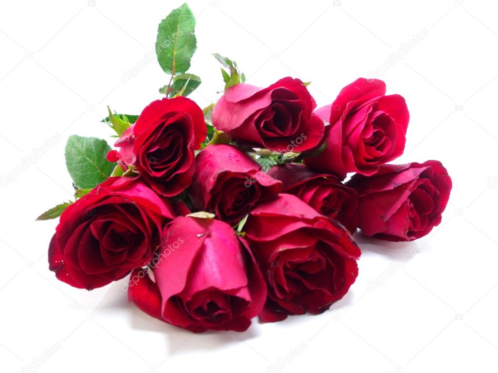 beautiful Red roses on white background